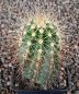 Echinocereus coccineus New Mexico MAO432