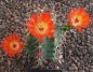 Echinocereus coccineus paucispinus Eagle Nest MAO 184