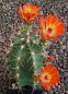 Echinocereus coccineus paucispinus Eagle Nest MAO 184