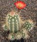 Echinocereus engelmannii mombergerianus MAO268