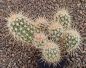Echinocereus engelmannii mombergerianus MAO268