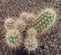 Echinocereus engelmannii mombergerianus MAO268