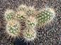 Echinocereus engelmannii mombergerianus MAO268