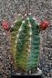 Echinocereus gurneyi