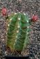 Echinocereus gurneyi