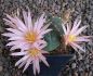 Echinocereus knippelianus kruegeri Nuevo Leon