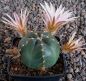 Echinocereus knippelianus kruegeri Nuevo Leon