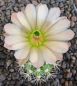 Echinocereus lloydii