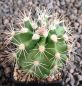 Echinocereus lloydii