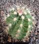 Echinocereus lloydii