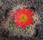 Echinocereus mojavensis Flagstaff-Page MAO100