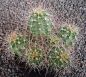 Echinocereus mojavensis Flagstaff-Page MAO100