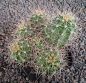Echinocereus mojavensis Flagstaff-Page MAO100