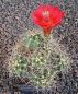 Echinocereus mojavensis Moab