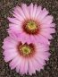 Echinocereus reichenbachii