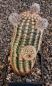 Echinocereus reichenbachii