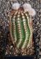 Echinocereus reichenbachii
