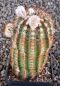 Echinocereus reichenbachii