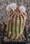 Echinocereus reichenbachii