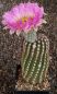 Echinocereus reichenbachii
