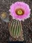 Echinocereus reichenbachii