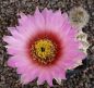 Echinocereus reichenbachii