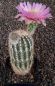 Echinocereus reichenbachii
