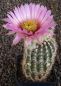 Echinocereus reichenbachii