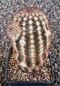 Echinocereus reichenbachii