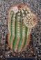 Echinocereus reichenbachii