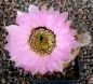 Echinocereus reichenbachii