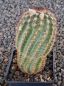 Echinocereus reichenbachii