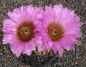 Echinocereus reichenbachii