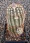 Echinocereus reichenbachii
