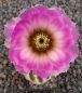 Echinocereus reichenbachii