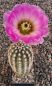 Echinocereus reichenbachii