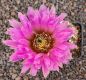 Echinocereus reichenbachii