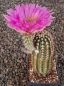 Echinocereus reichenbachii