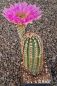 Echinocereus reichenbachii