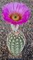 Echinocereus reichenbachii