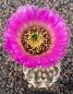 Echinocereus reichenbachii