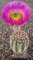 Echinocereus reichenbachii