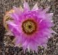 Echinocereus reichenbachii
