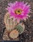 Echinocereus reichenbachii