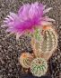 Echinocereus reichenbachii