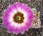 Echinocereus reichenbachii