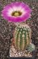 Echinocereus reichenbachii