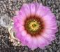 Echinocereus reichenbachii