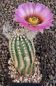 Echinocereus reichenbachii
