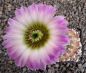 Echinocereus reichenbachii